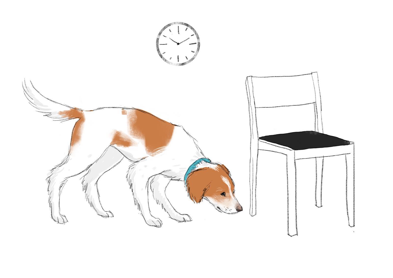 Permítele olfatear la casa