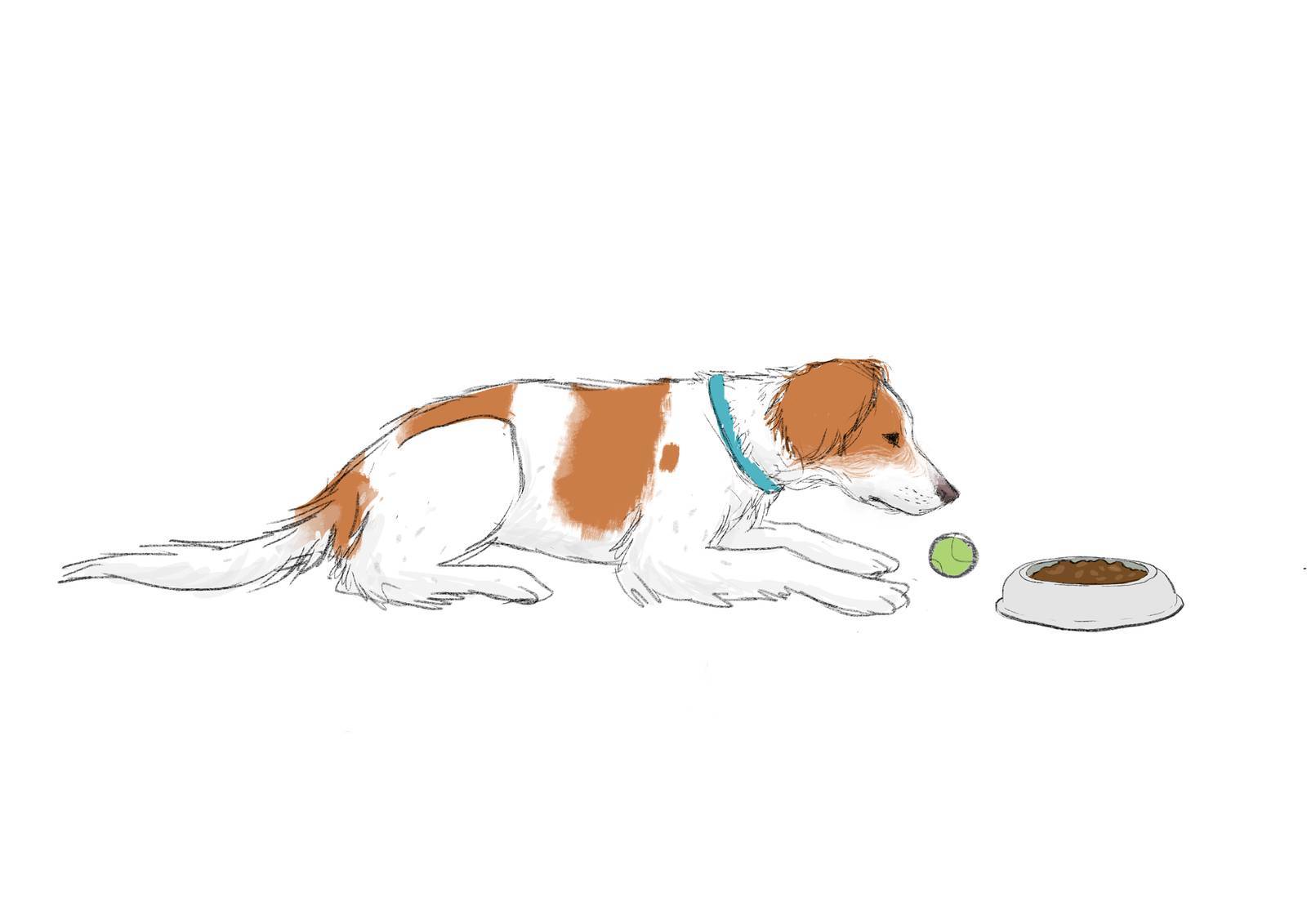 Prepara su espacio con comida y algún juguete