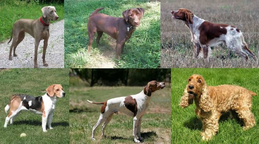 Perros de caza, bracos y retriever