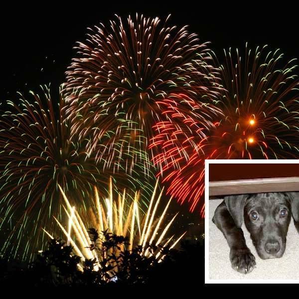 Perros en fiestas con fuegos artificiales