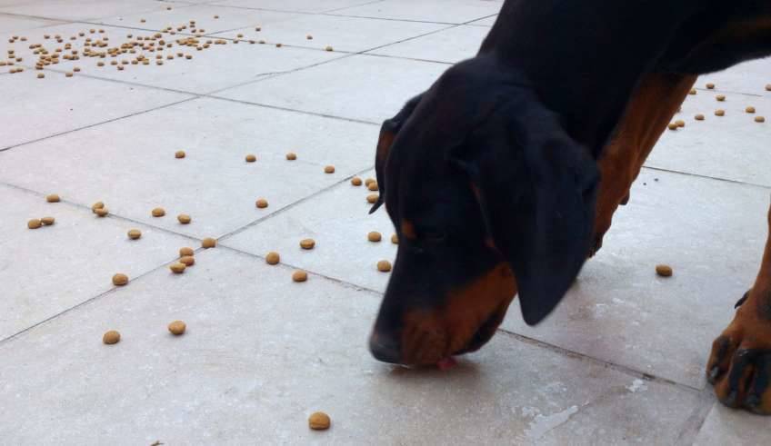 Ansiedad por la comida - esparcir comida