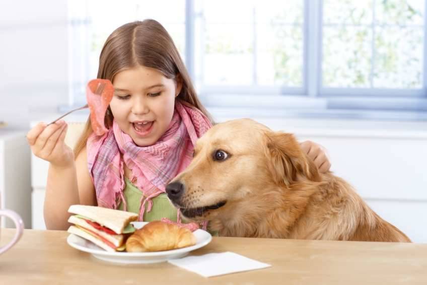 Perro comiéndose la comida de una niña