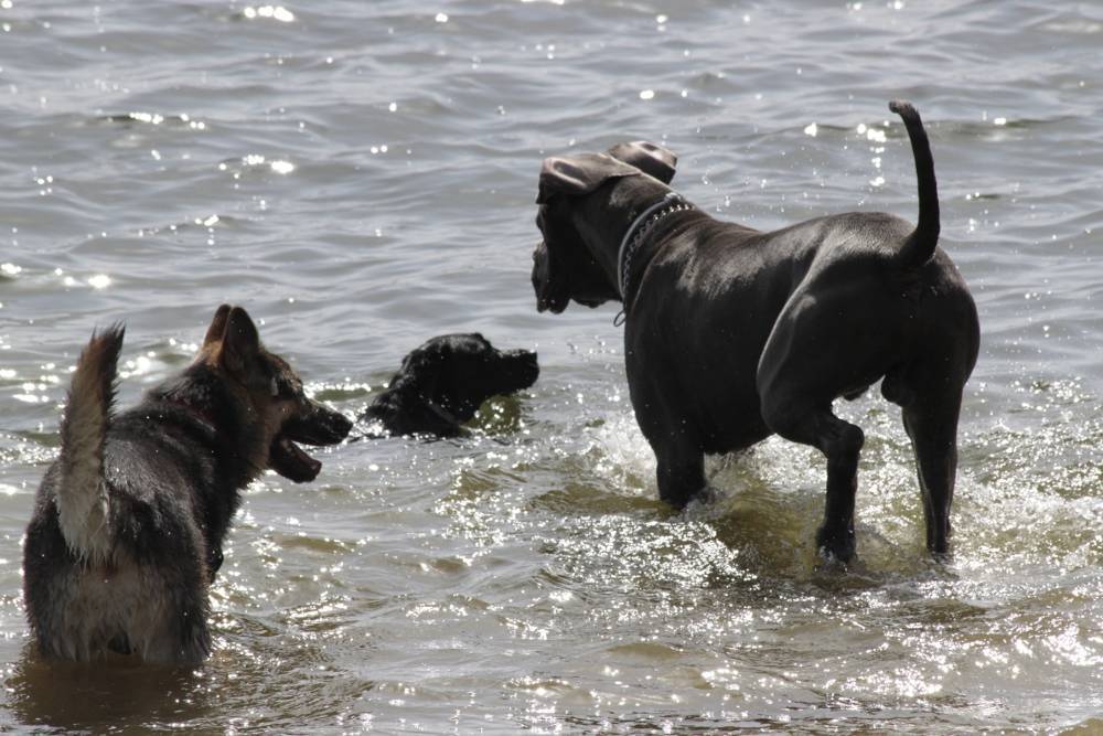 Conociendo nuevos compis de juegos