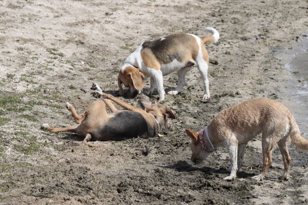 Juegos muy perros...