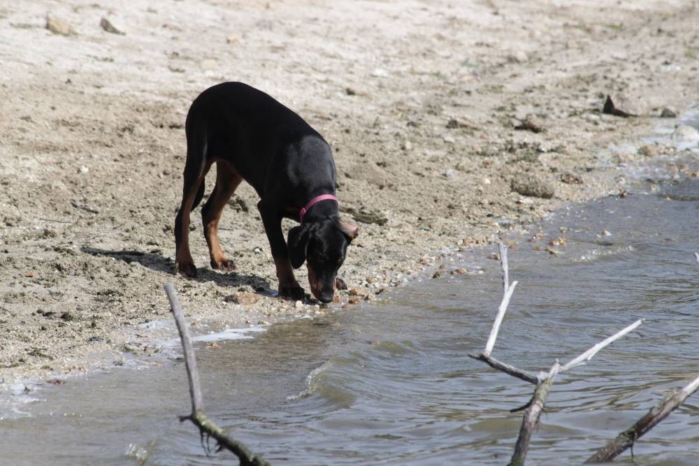 Beamish intimando con el embalse