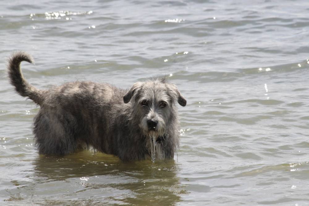 Noa a punto de zambullirse