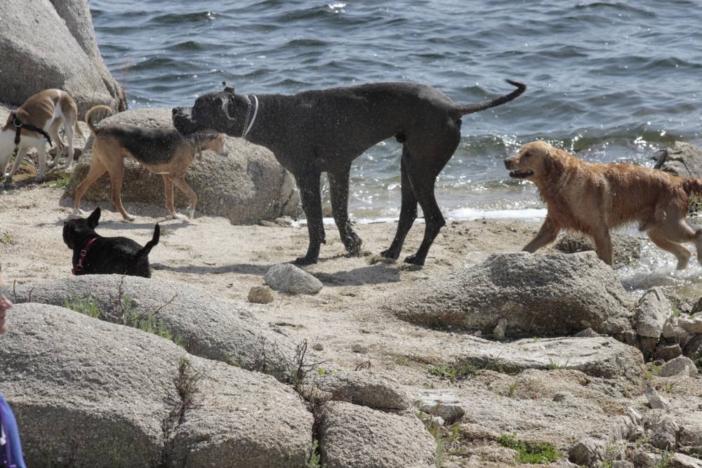 Conociendo nuevos compis de juegos