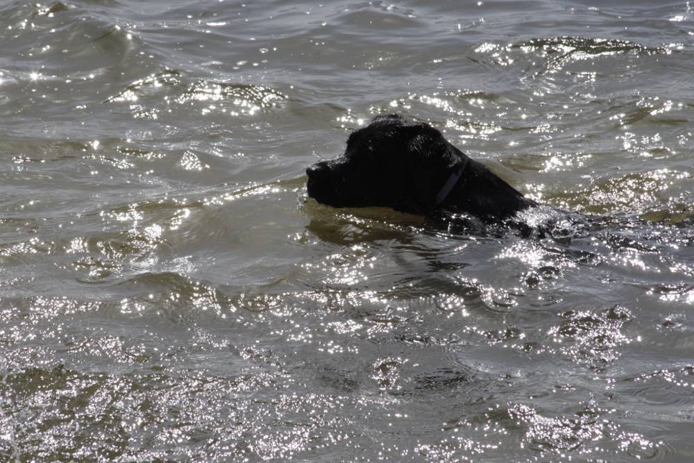 Hubo mucho tiempo para nadar y refrescarse