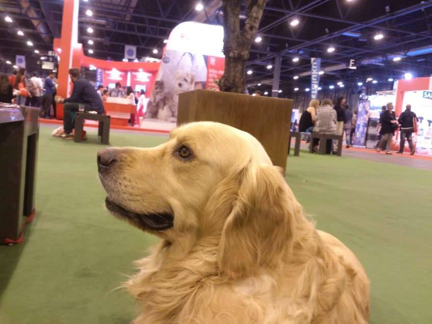 100x100 mascota - actividad asistida por perros