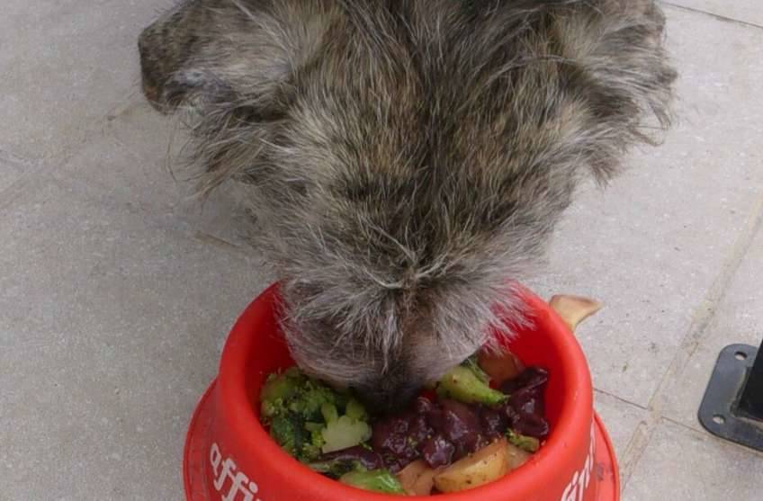 BARF Menú comida cruda