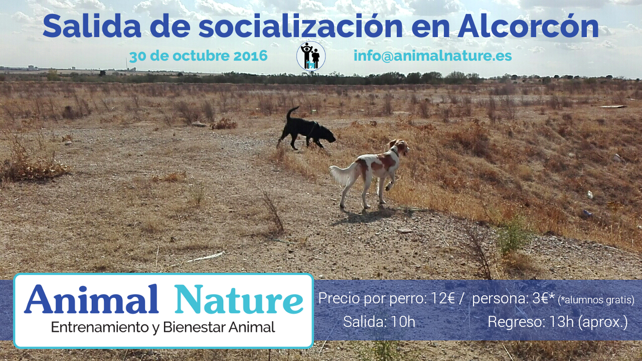 Salida de socialización canina - octubre