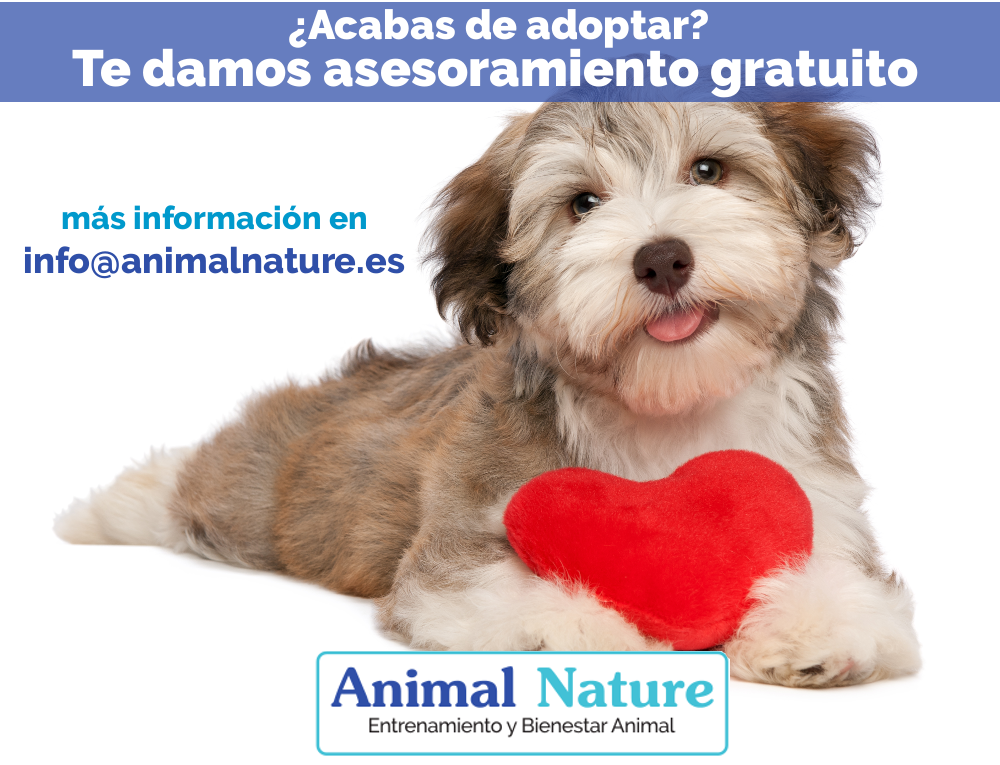 Asesoramiento gratis de perros adoptados