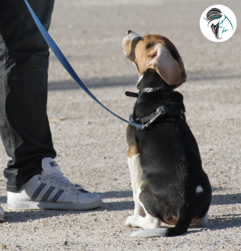 educando a un cachorro de beagle