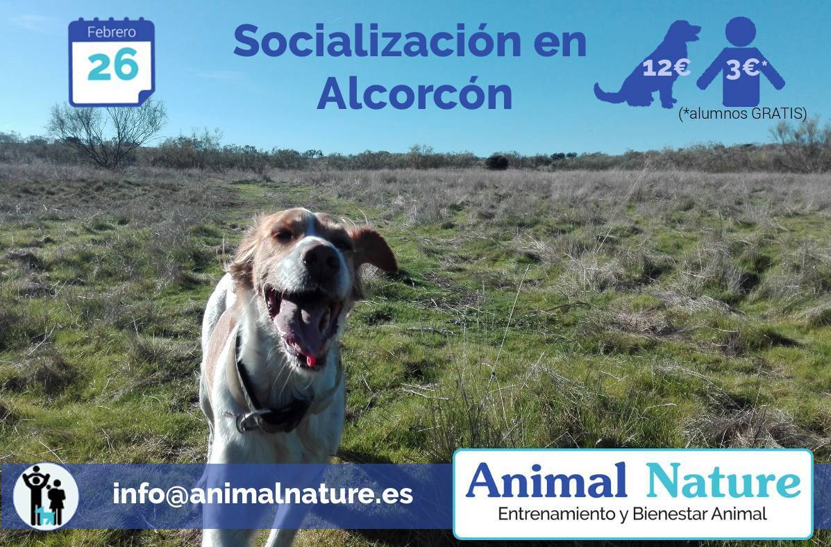 Salida de socialización canina