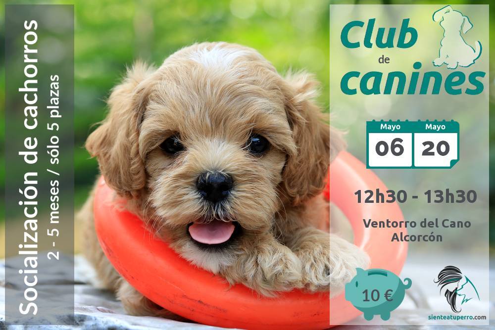 club de canines Siente a tu perro