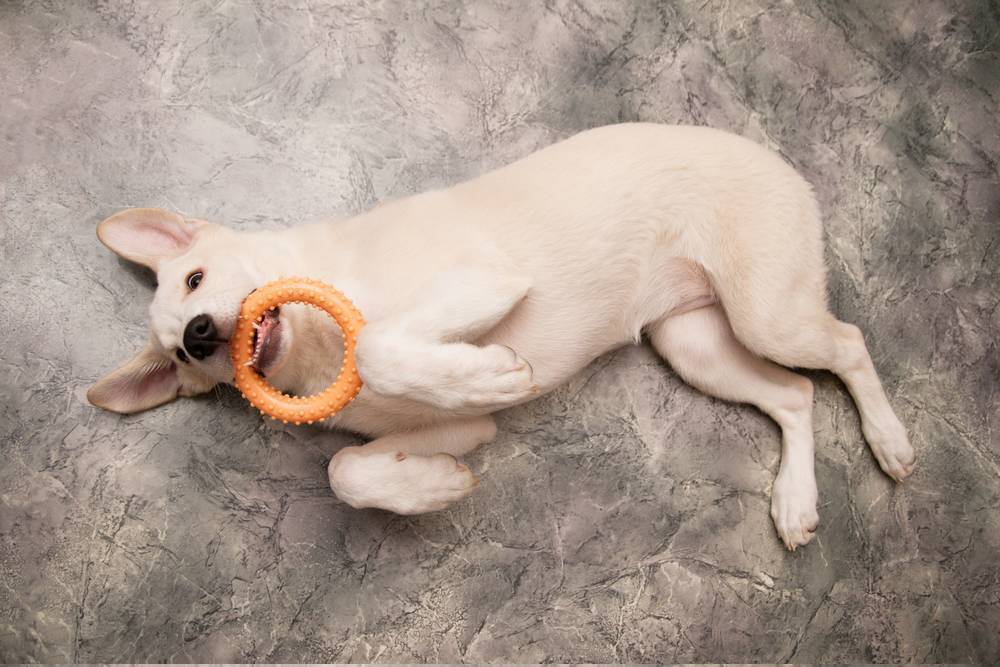 Perro adoptado solo en casa