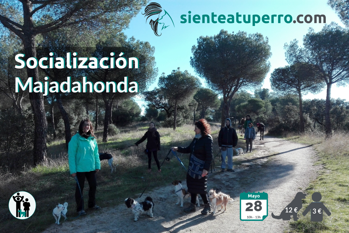 Salida de socialización canina - Majadahonda