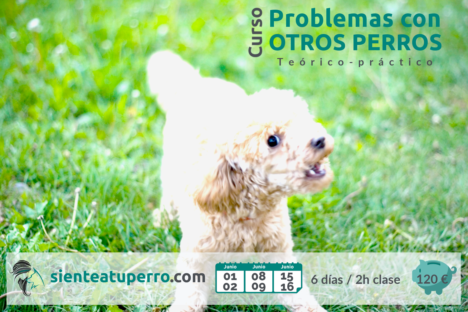 Problemas con otros perros