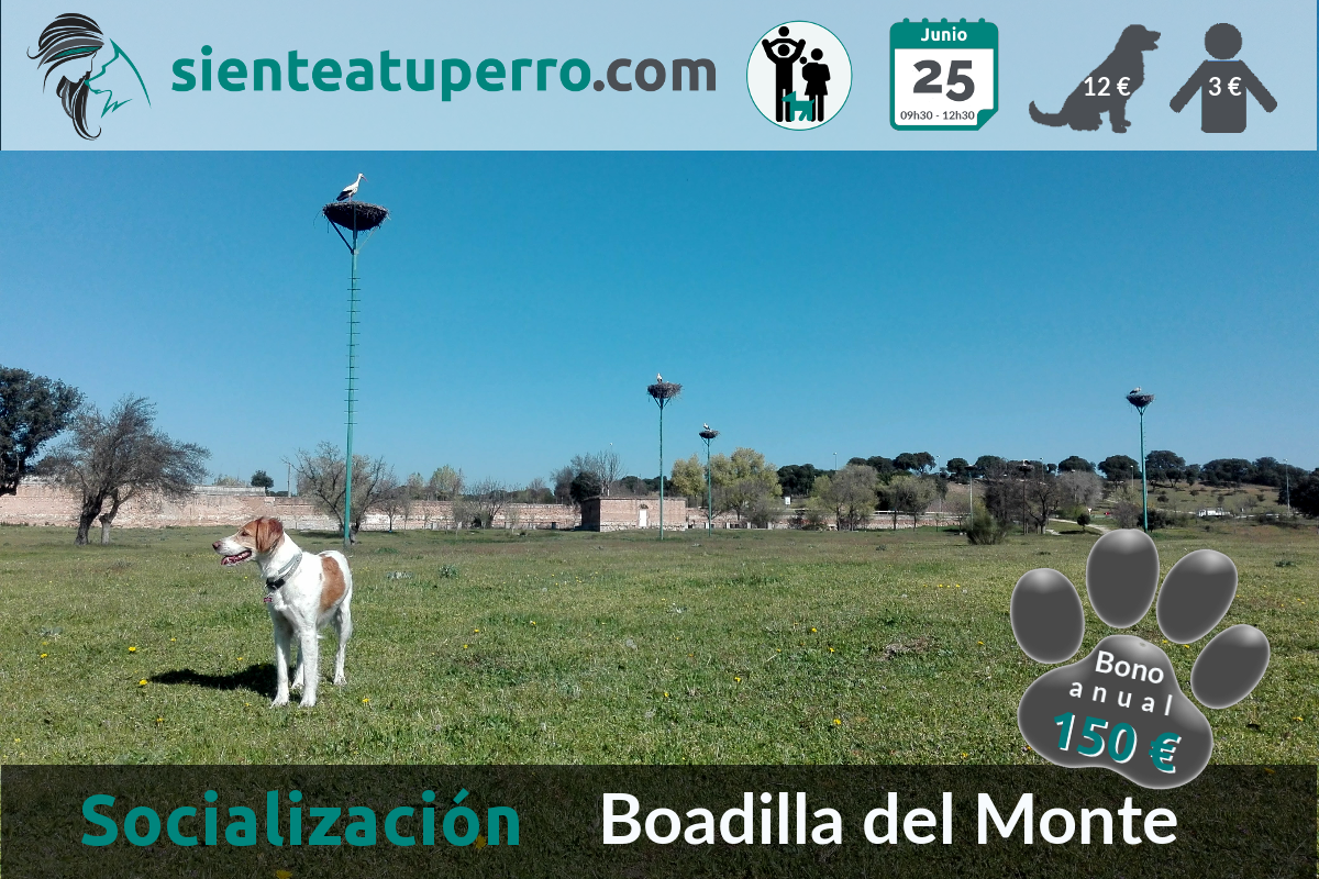 2017-06-25_BoadilladelMonte salida de socializacion canina
