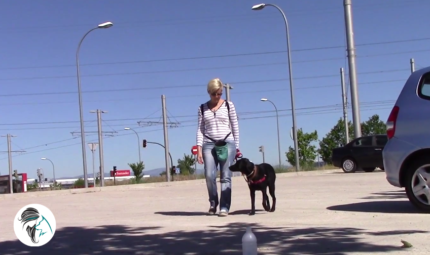 Entrenamiento en clases grupales caninas