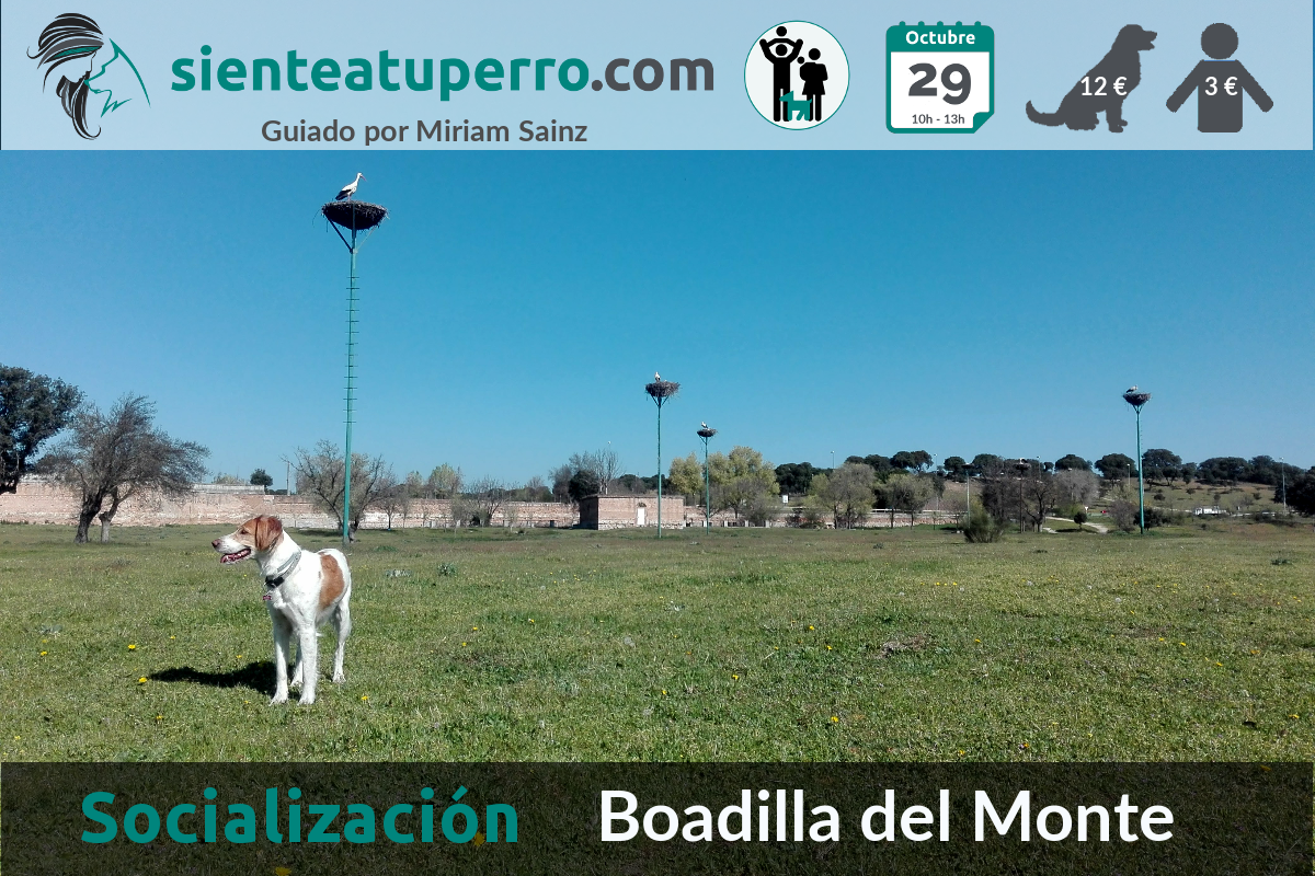 Salida de socialización canina