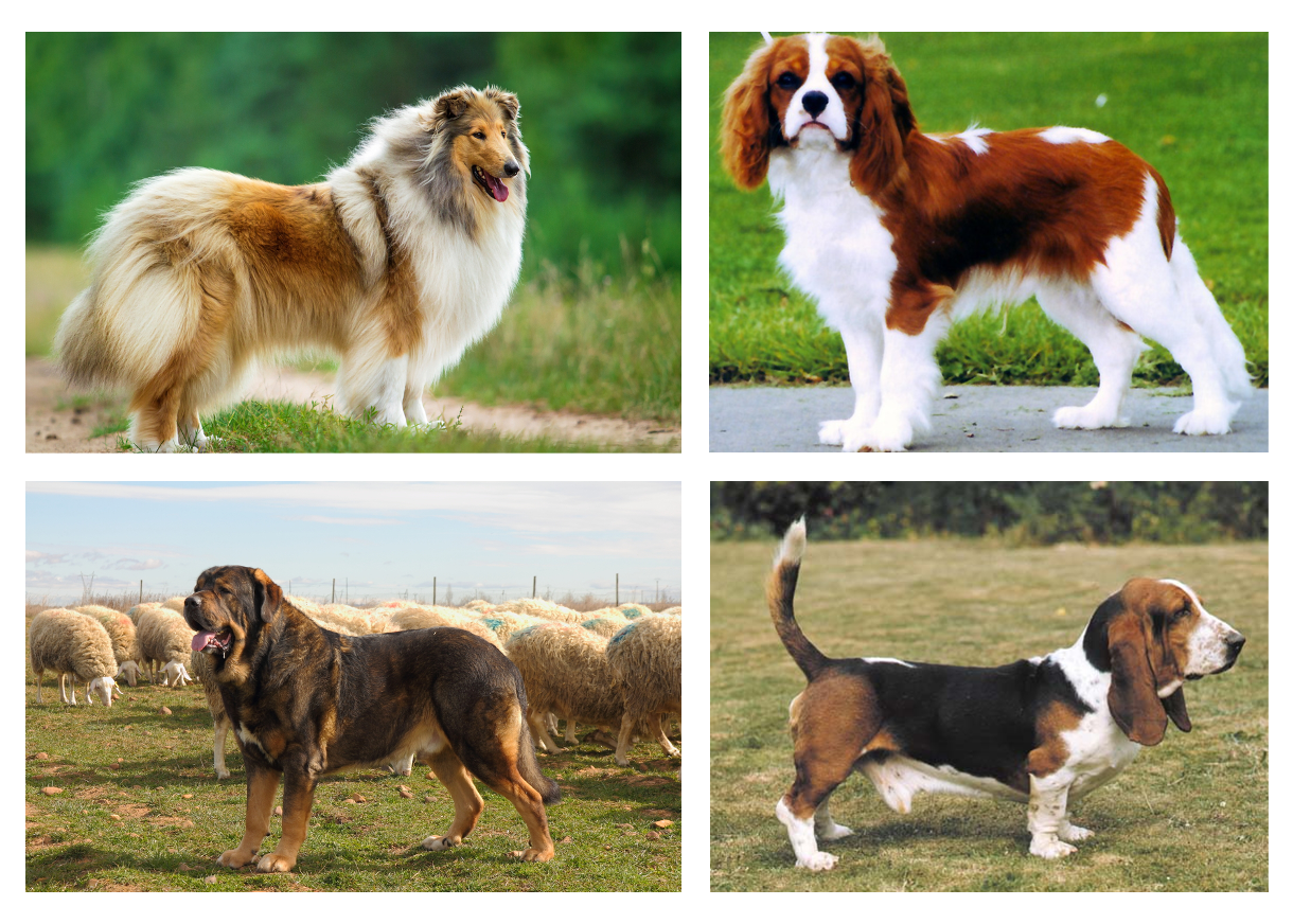 Perros en posición de alerta