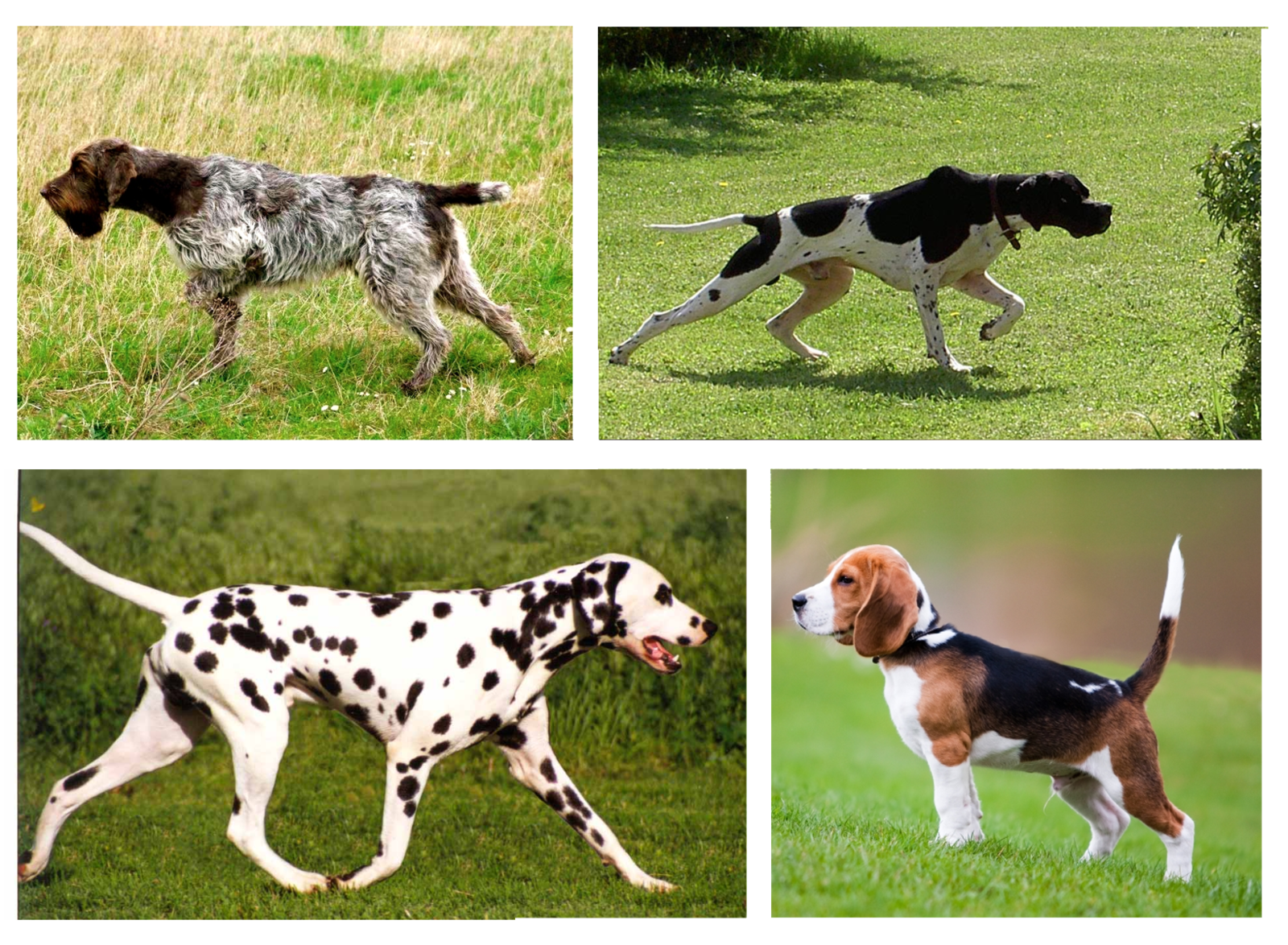 Posiciones de sospecha - comunicación canina