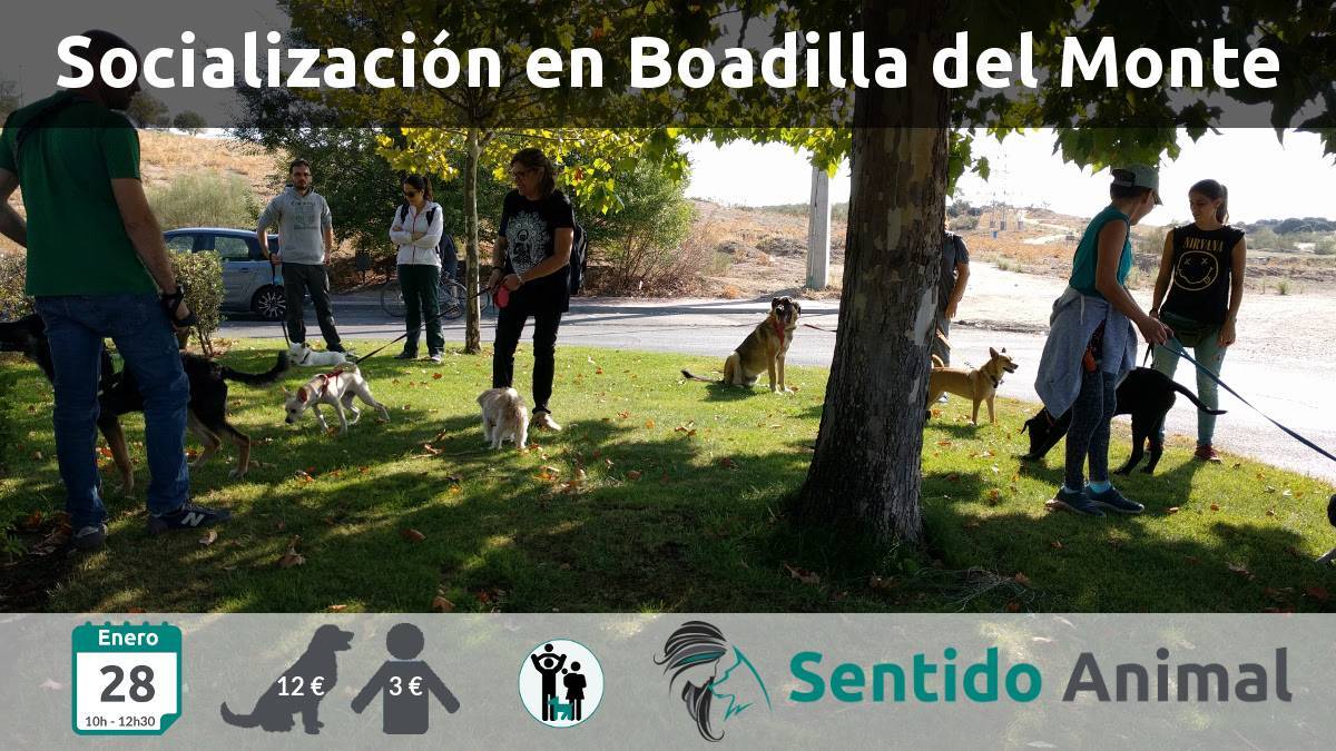 Salida de socialización canina - Boadilla del Monte