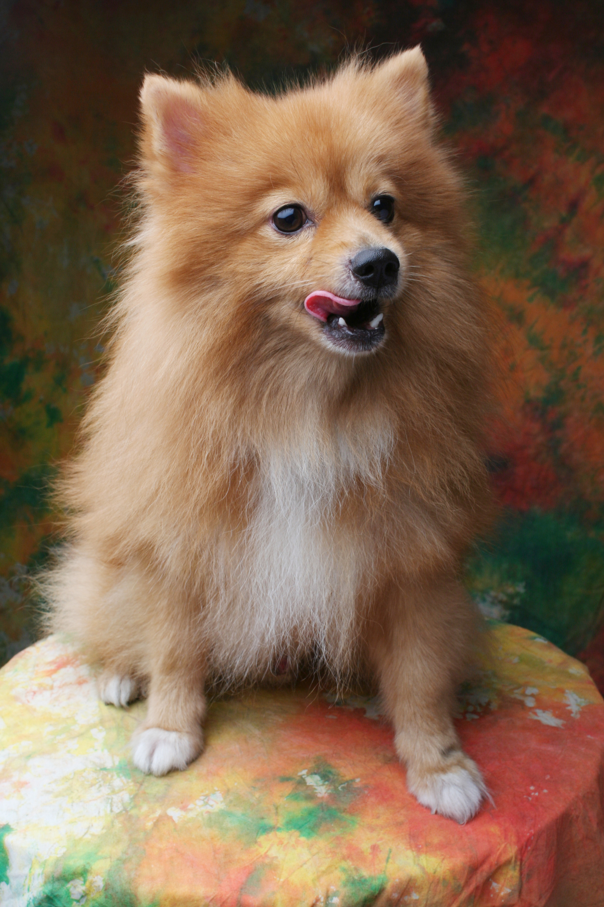 Cachorro de Pomerania