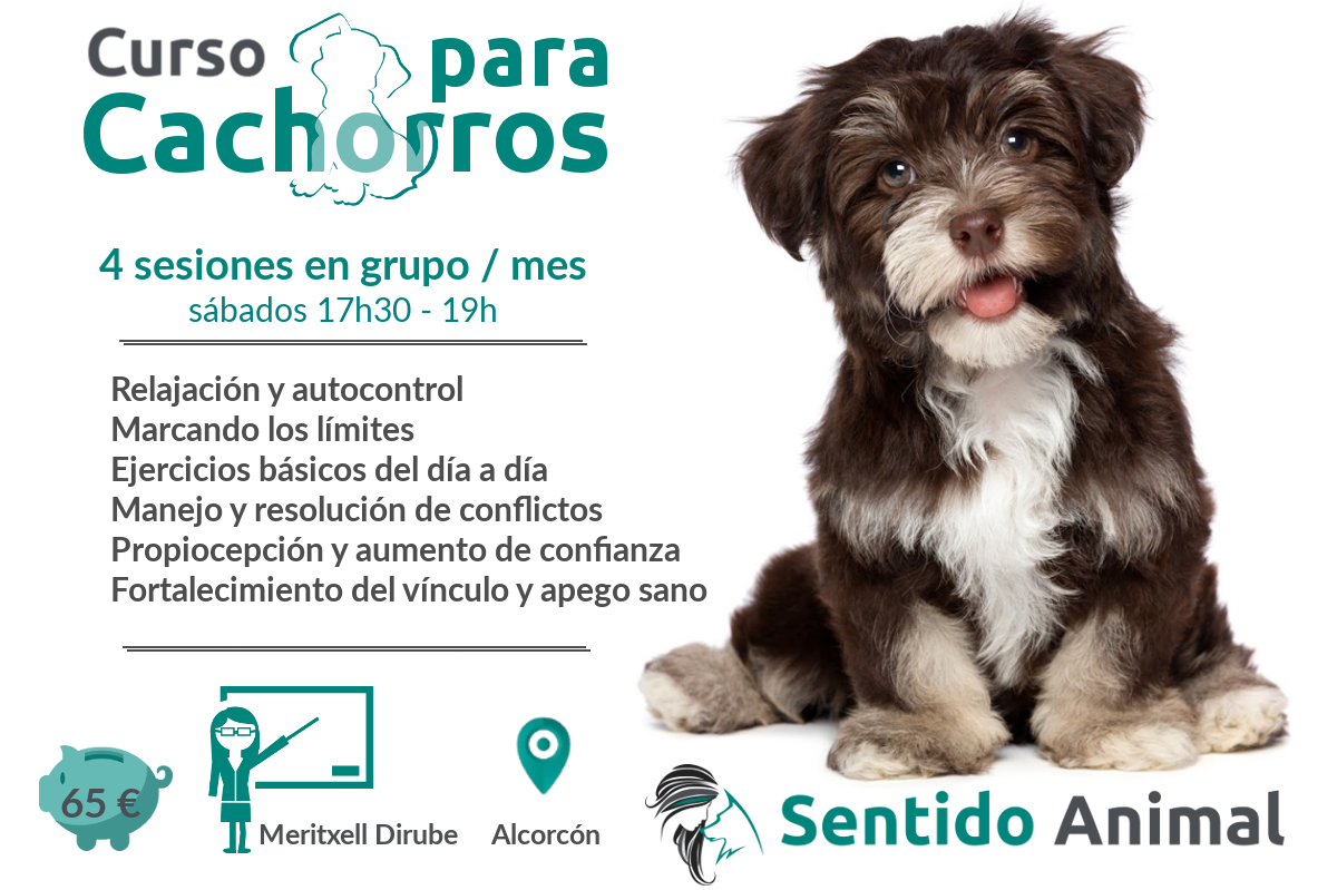 Curso para Cachorros
