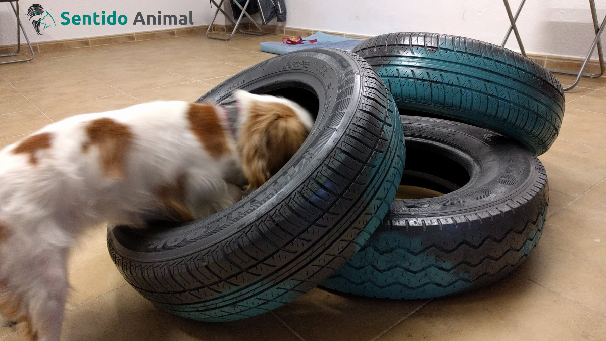 Ejercicio de propiocepción canina con ruedas