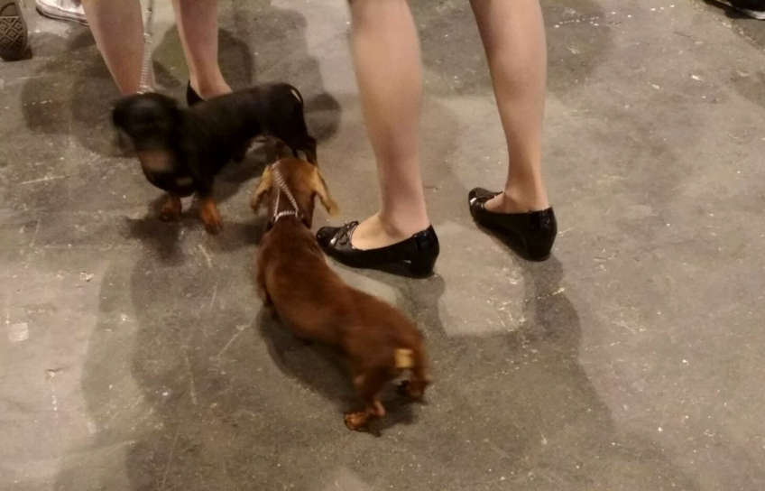 Feria 100x100 Mascota 2018