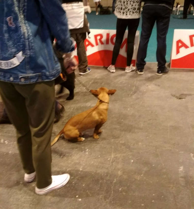 Feria 100x100 Mascota 2018