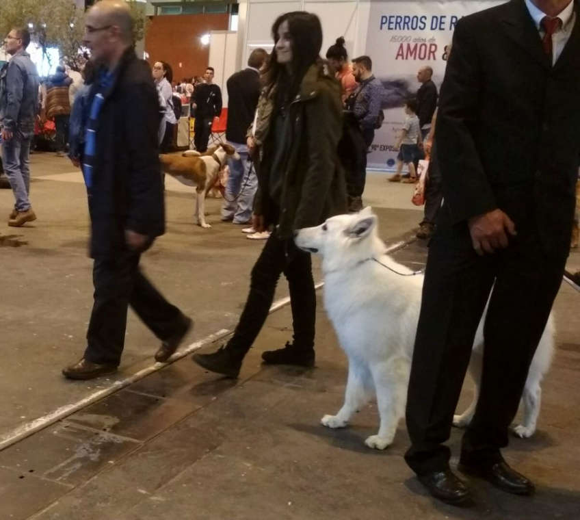 Feria 100x100 Mascota