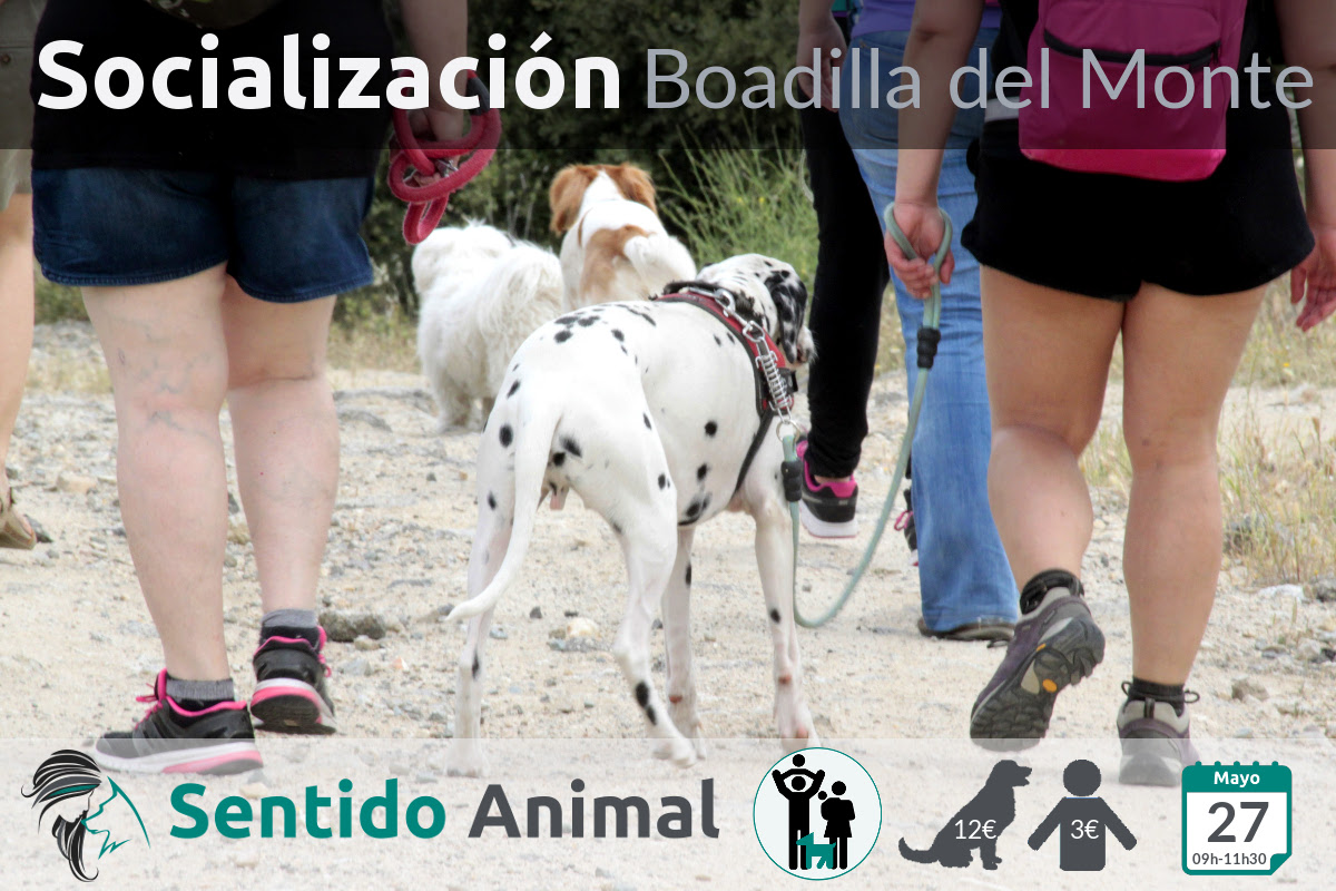 Socializacion canina Boadilla del Monte 2018-05-27