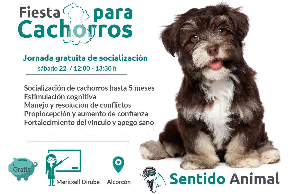 Fiesta Cachorros