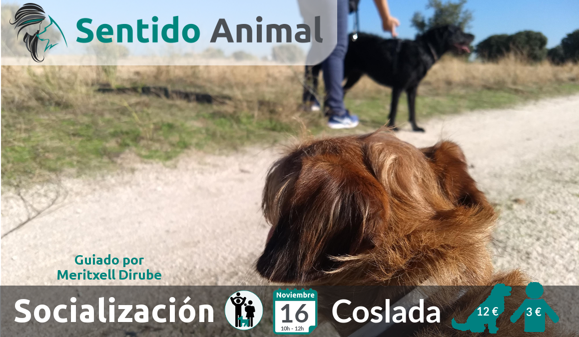 2018-11-16 Salida de socialiazaicón y paseo Coslada