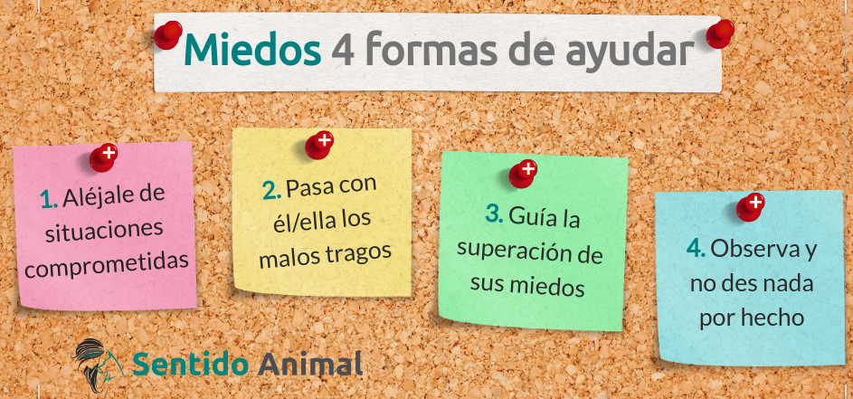 Miedos 4 formas de ayudara tu perro con miedos