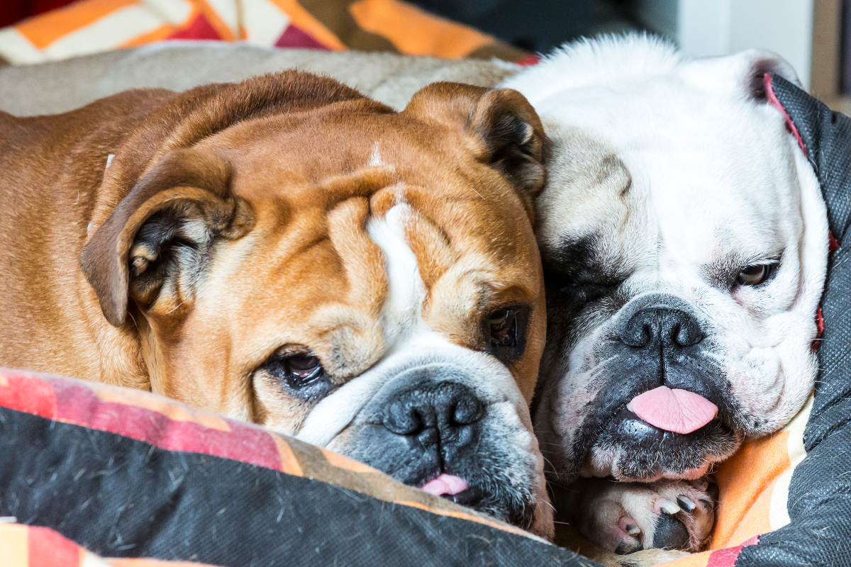 Dos Bulldog ingleses marrón y blanco