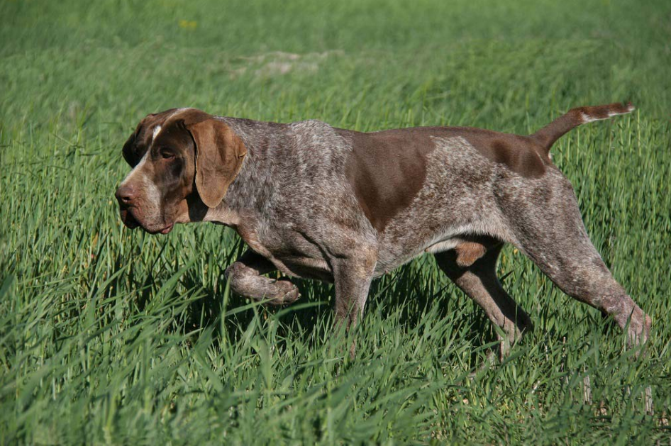 Perdiguero de Burgos en modo caza