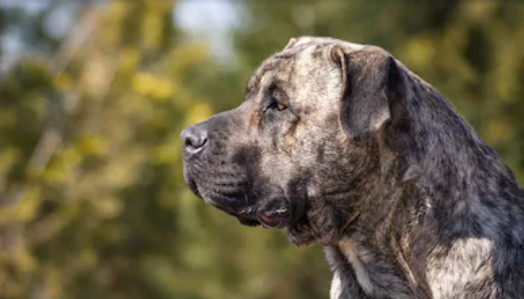 Presa Canario - razas FCI