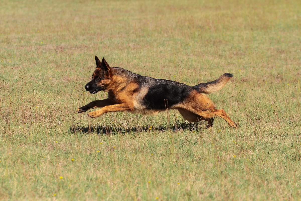 Pastor Alemán corriendo