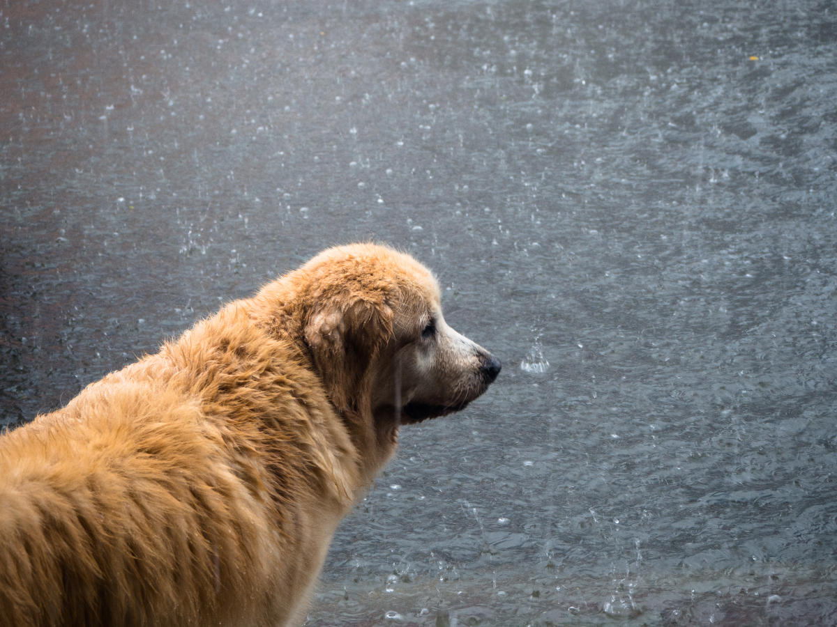 Perro en una inundación