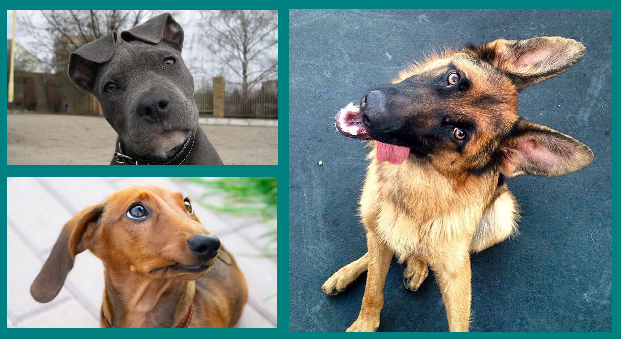 Giro de cabeza - comunicación canina