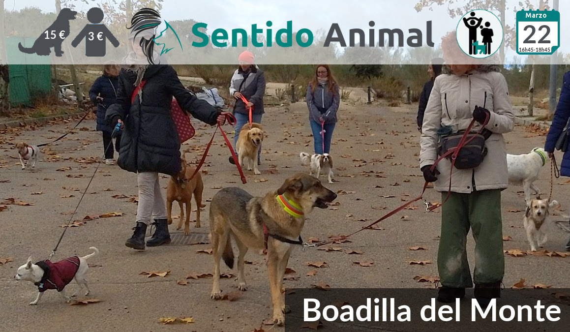 Socialización canina en Boadilla del Monte