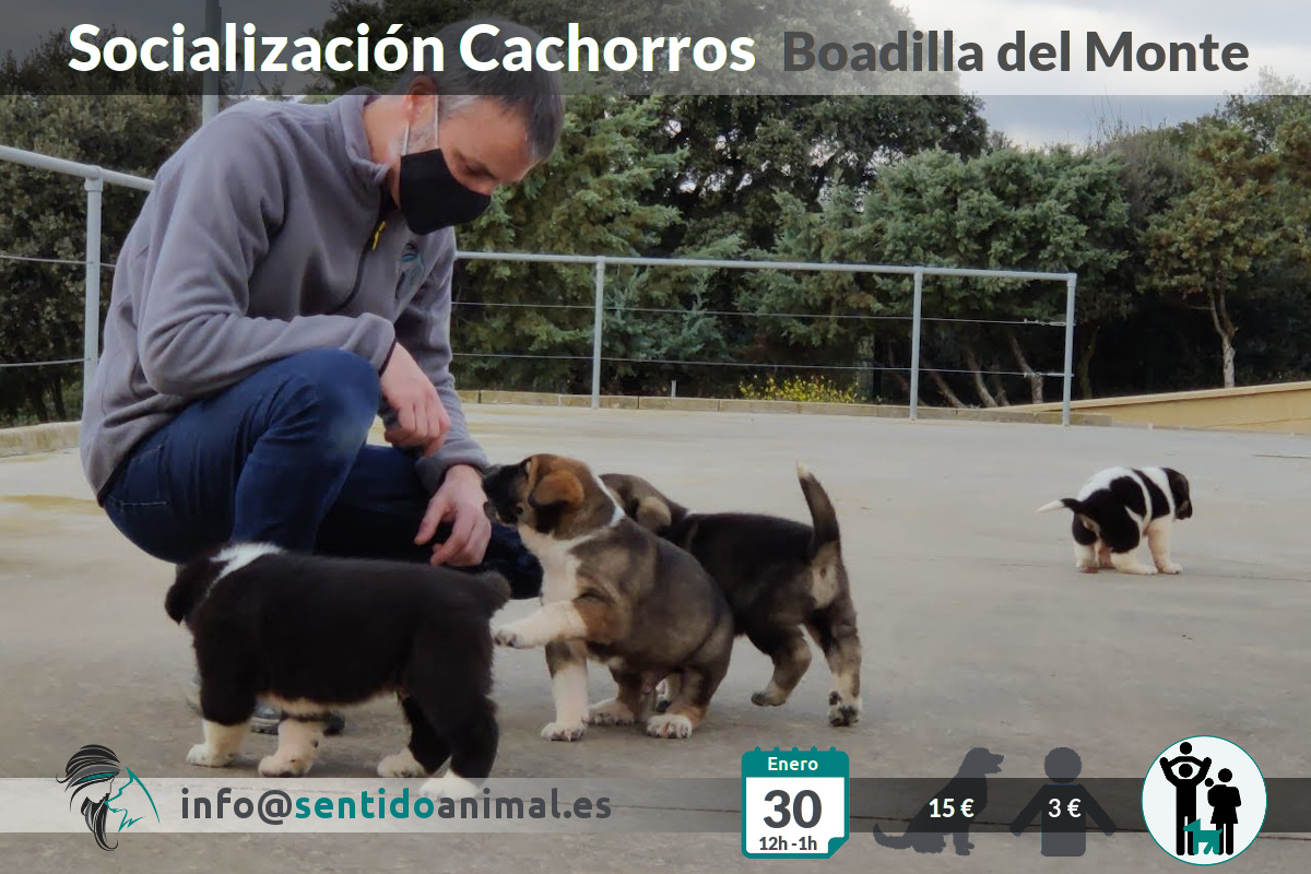 Socialización de cachorros en Boadilla del Monte