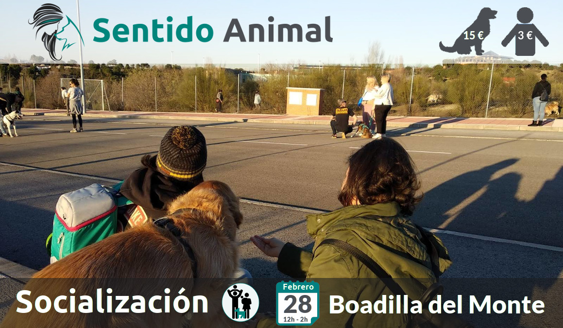 Socialización canina - Boadilla del Monte
