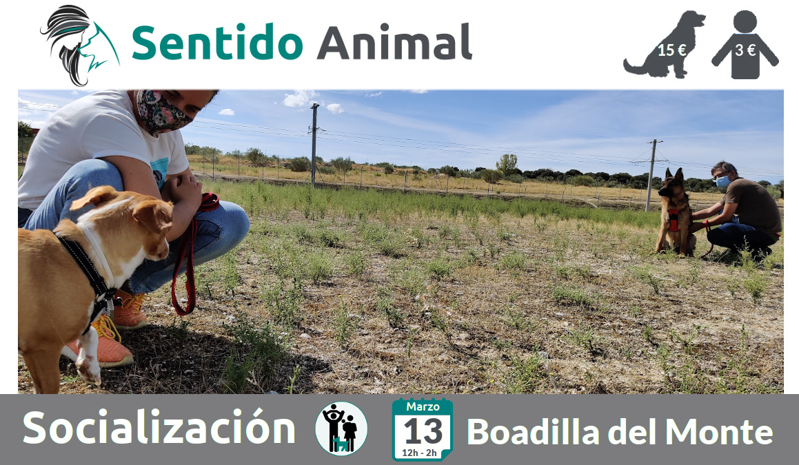 Socialización canina - Boadilla del Monte