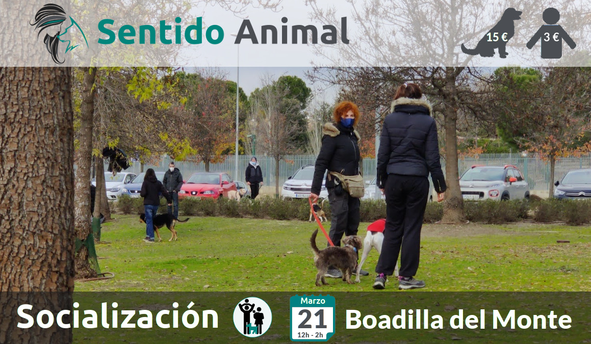 Socialización canina - Boadilla del Monte