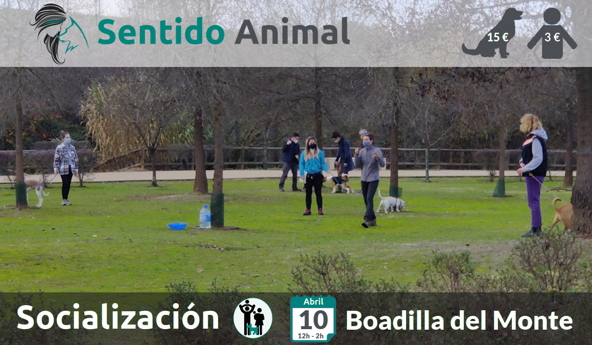 Socialización canina - Boadilla del Monte
